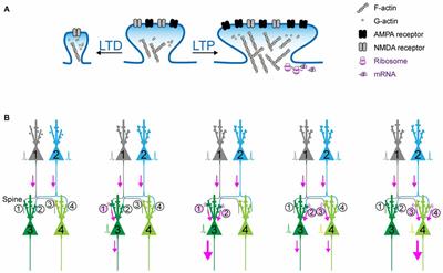 Synaptic Ensemble Underlying the Selection and Consolidation of Neuronal Circuits during Learning